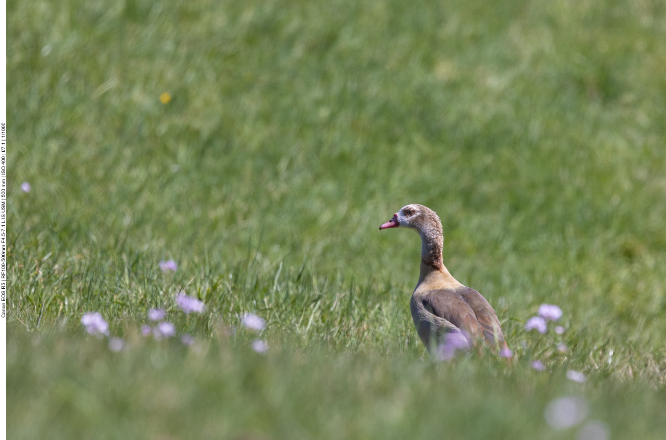 Nilgans im Gras