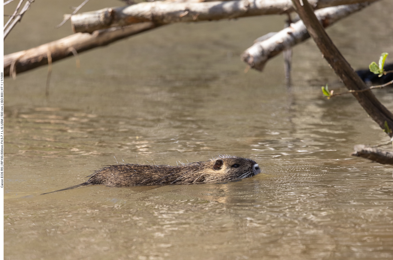 Nutria