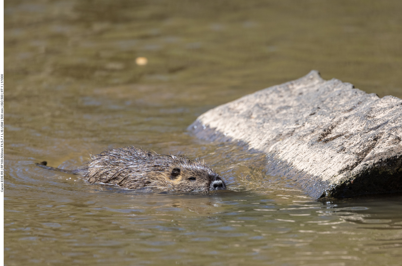 Nutria