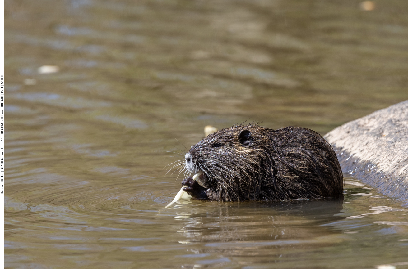 Nutria