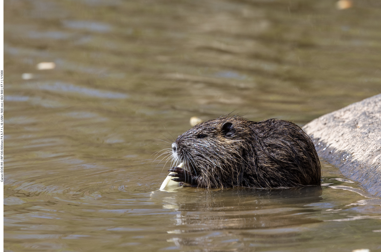 Nutria