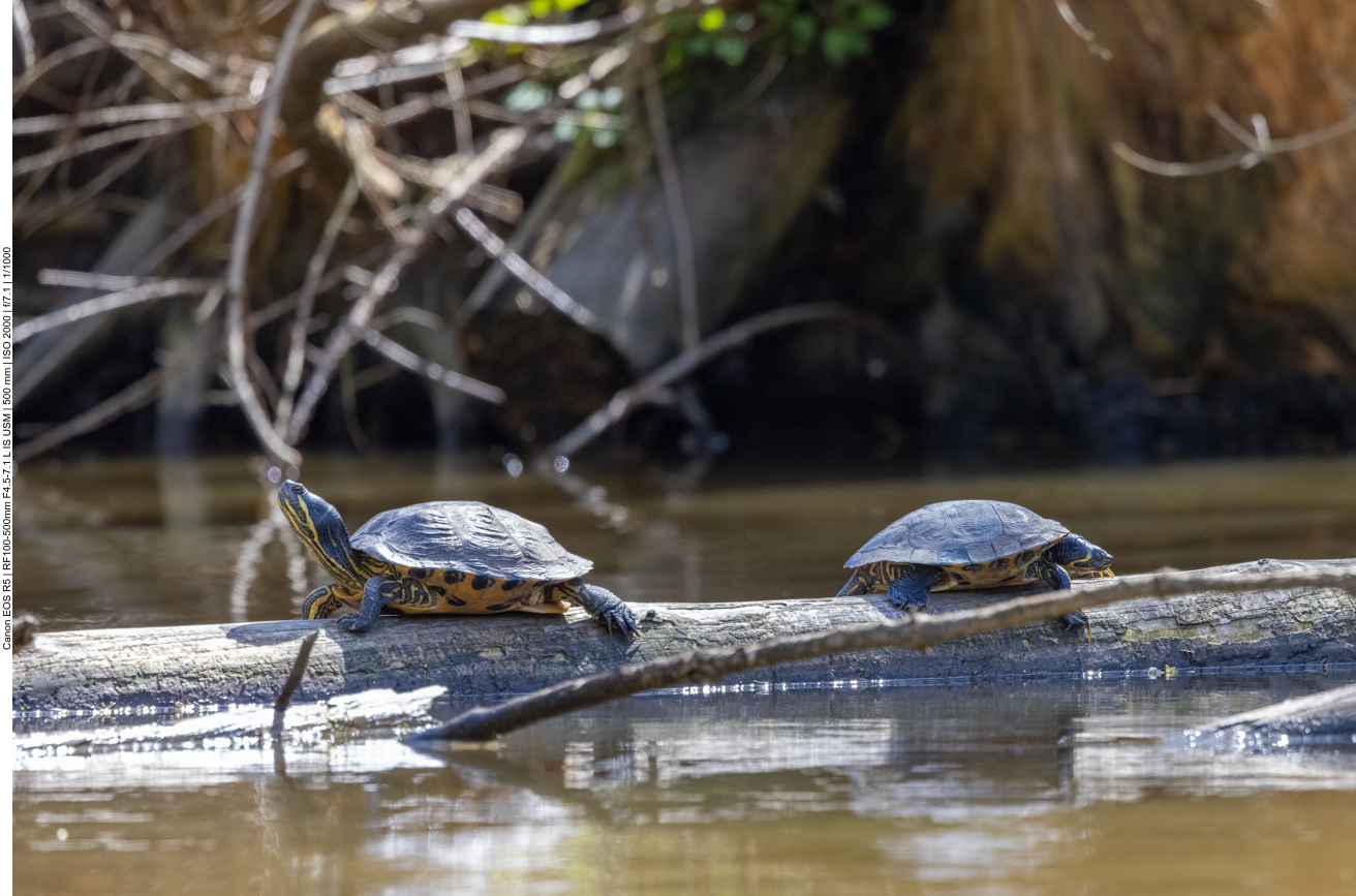 Schildkröten beim Sonnen