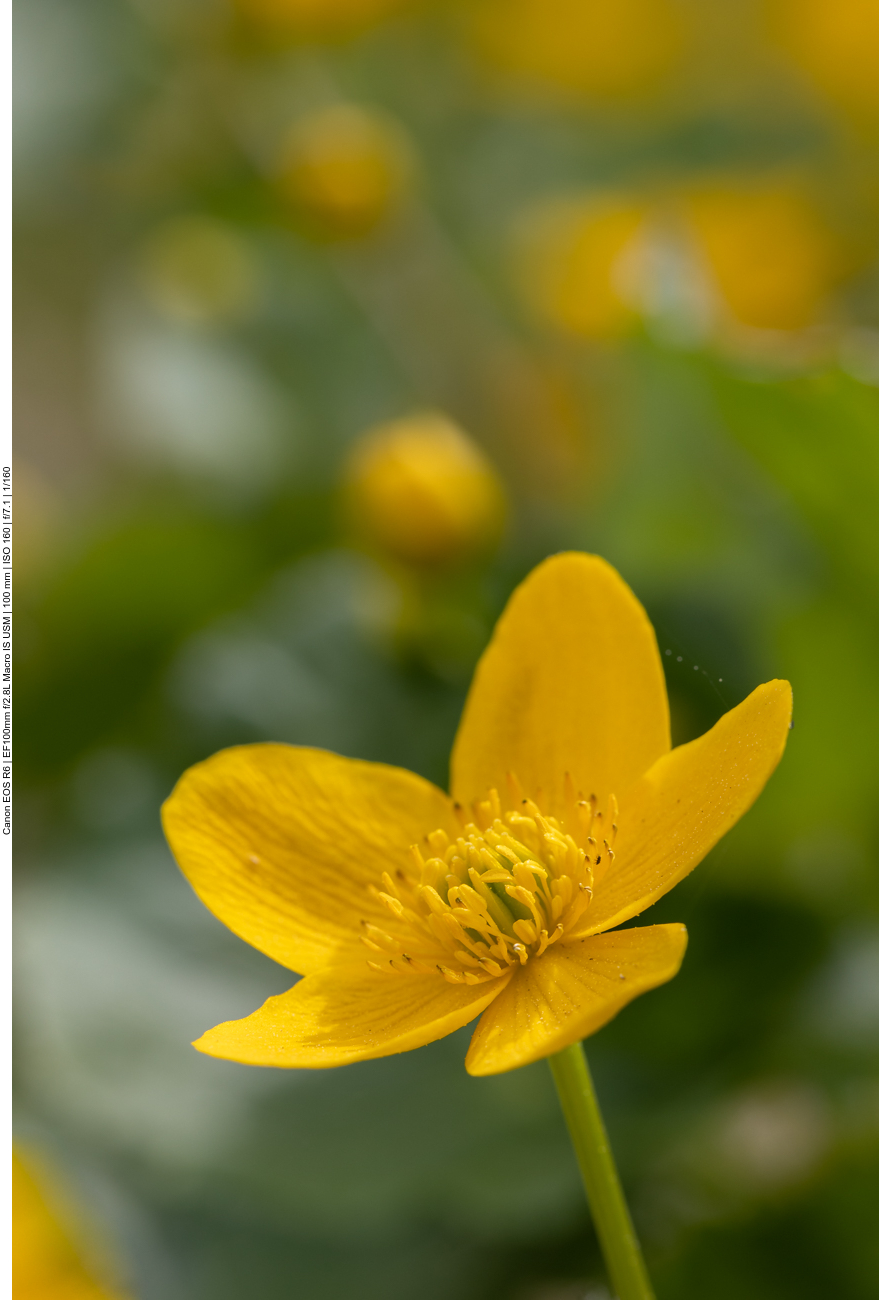 Sumpfdotterblume [Caltha palustris]