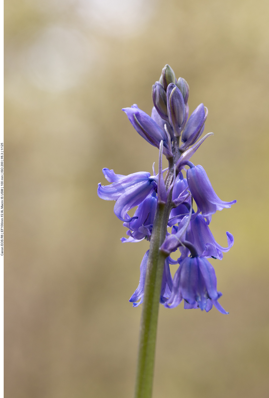 Hasenglöckchen [Hyacinthoides]