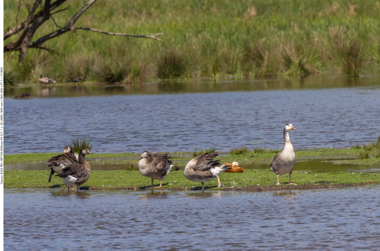Gänse, aber welche?