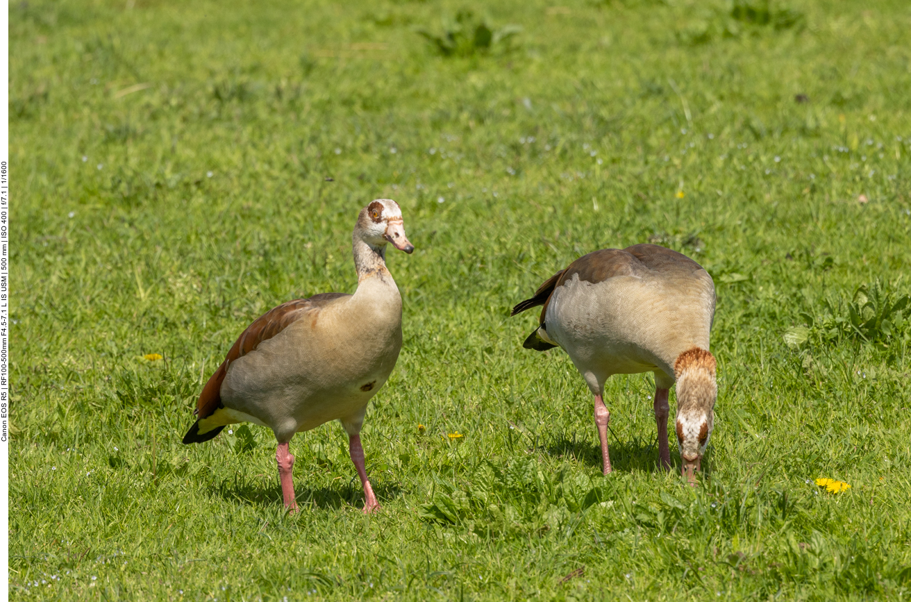 Nilgänse