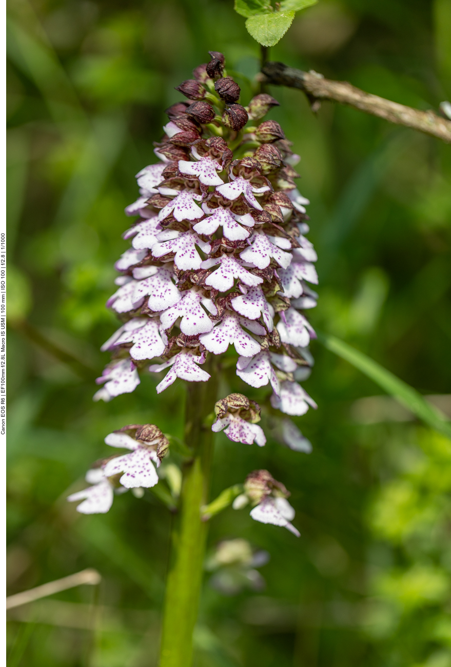 Purpur-Knabenkraut [Orchis purpurea] (Orchidee)