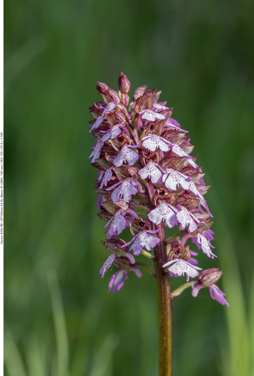 Purpur-Knabenkraut [Orchis purpurea] (Orchidee)