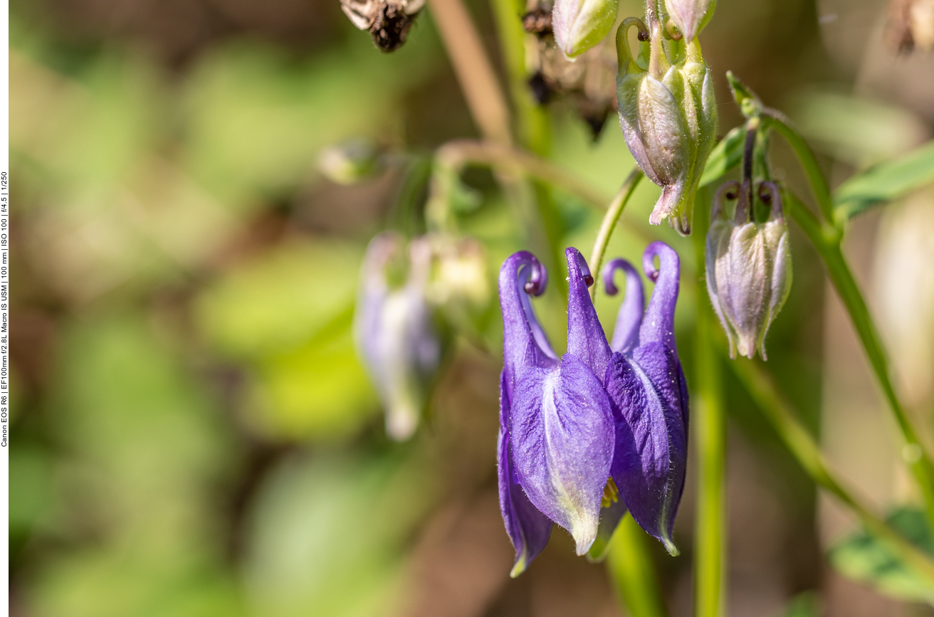 Gemeine Akelei [Aquilegia vulgaris]