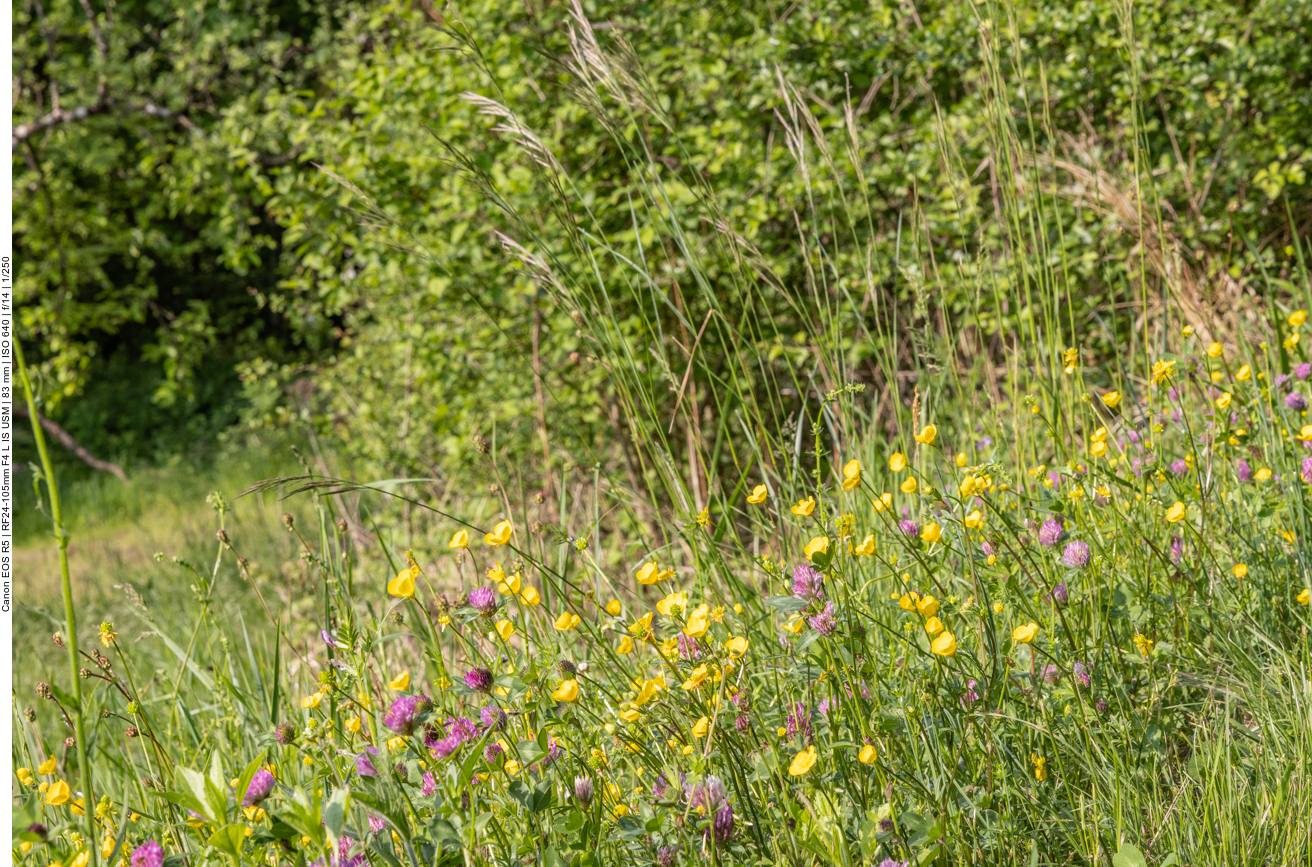 Blumenwiese