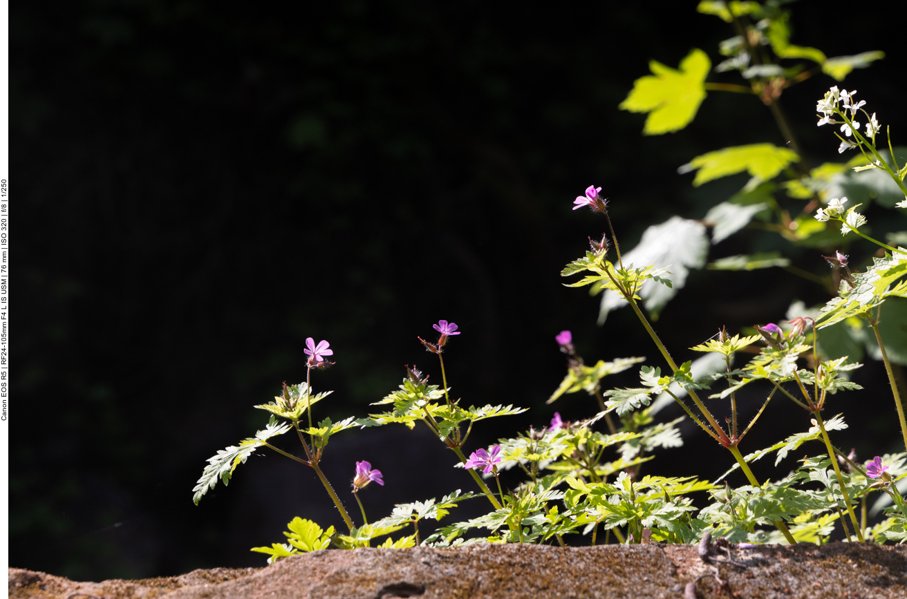 Stinkender Storchenschnabel [Geranium robertianum]