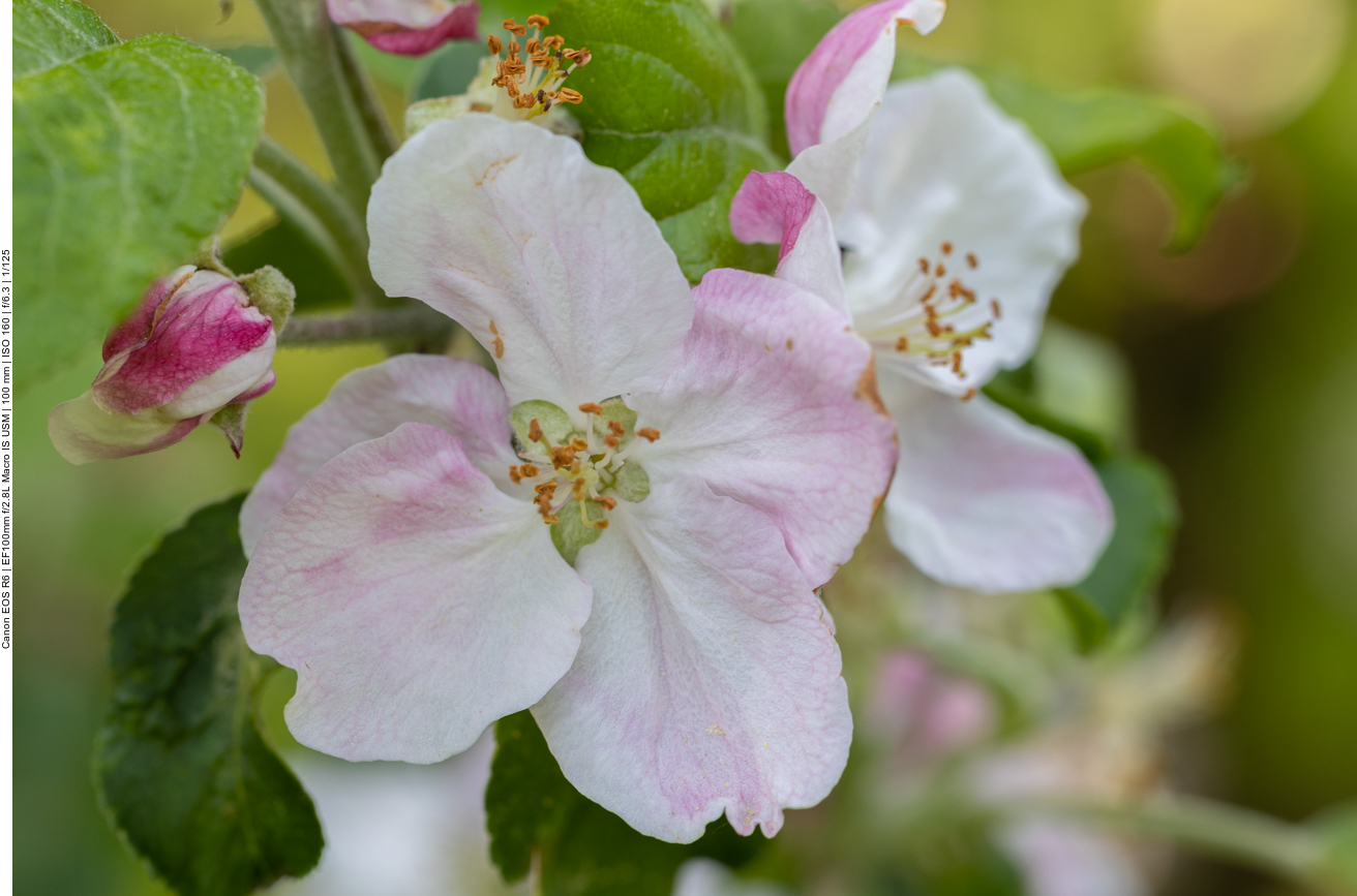 Apfelblüte
