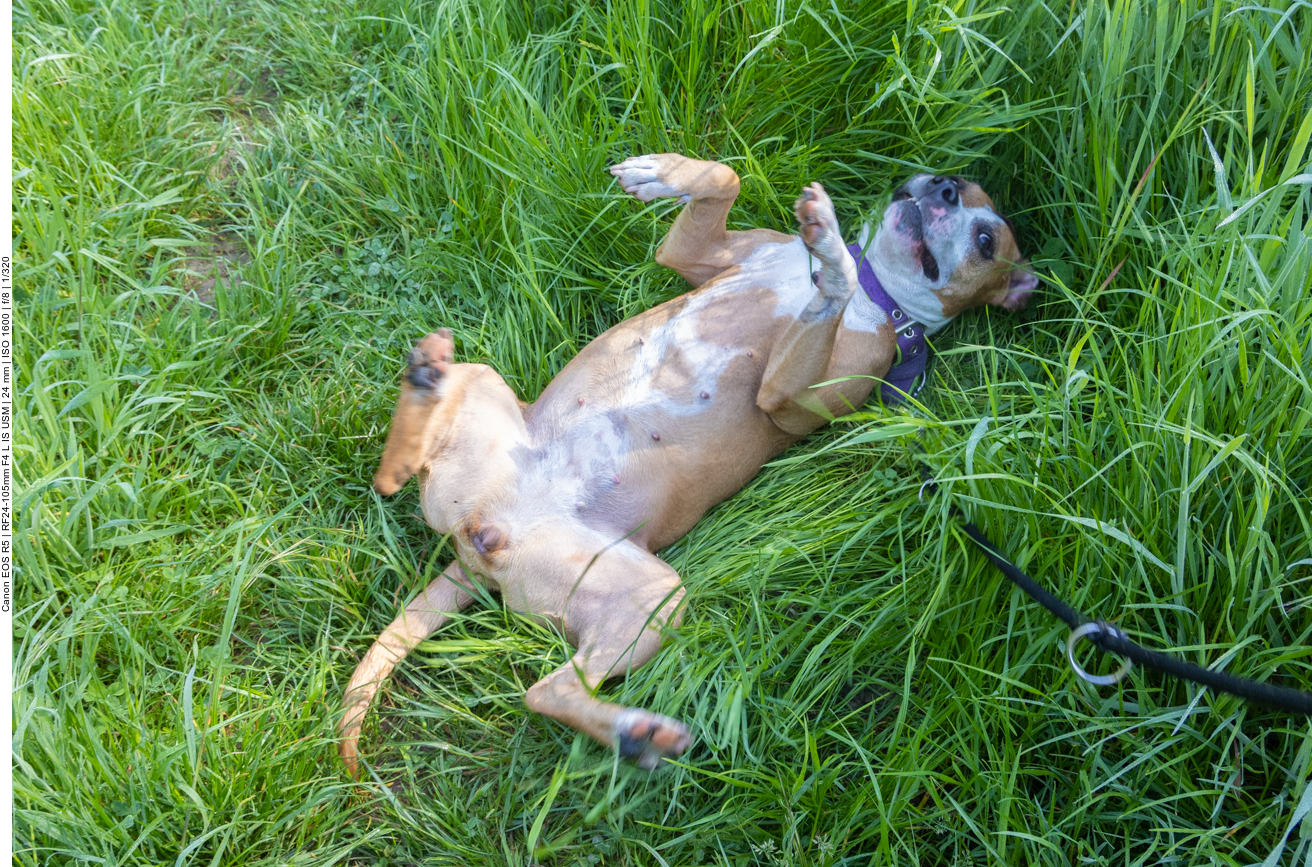 Nach 19 km ist Gretchen platt ;-)