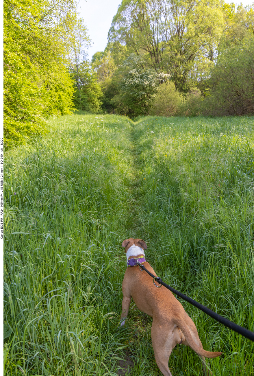Wiesenpfad durch ein sumpfiges Gebiet