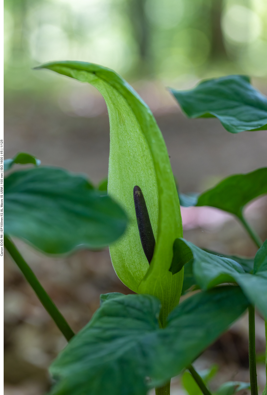 Aronstab [Arum] (giftig)