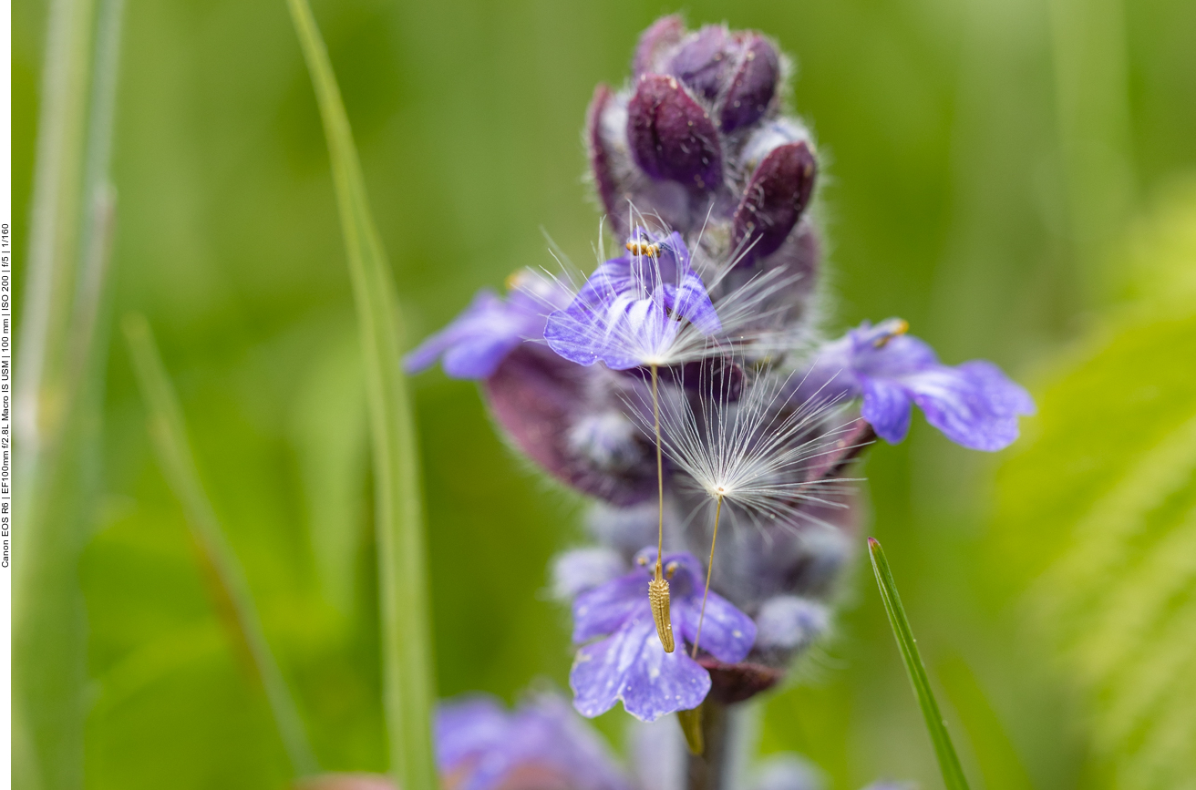 Samen an fremder Blüte