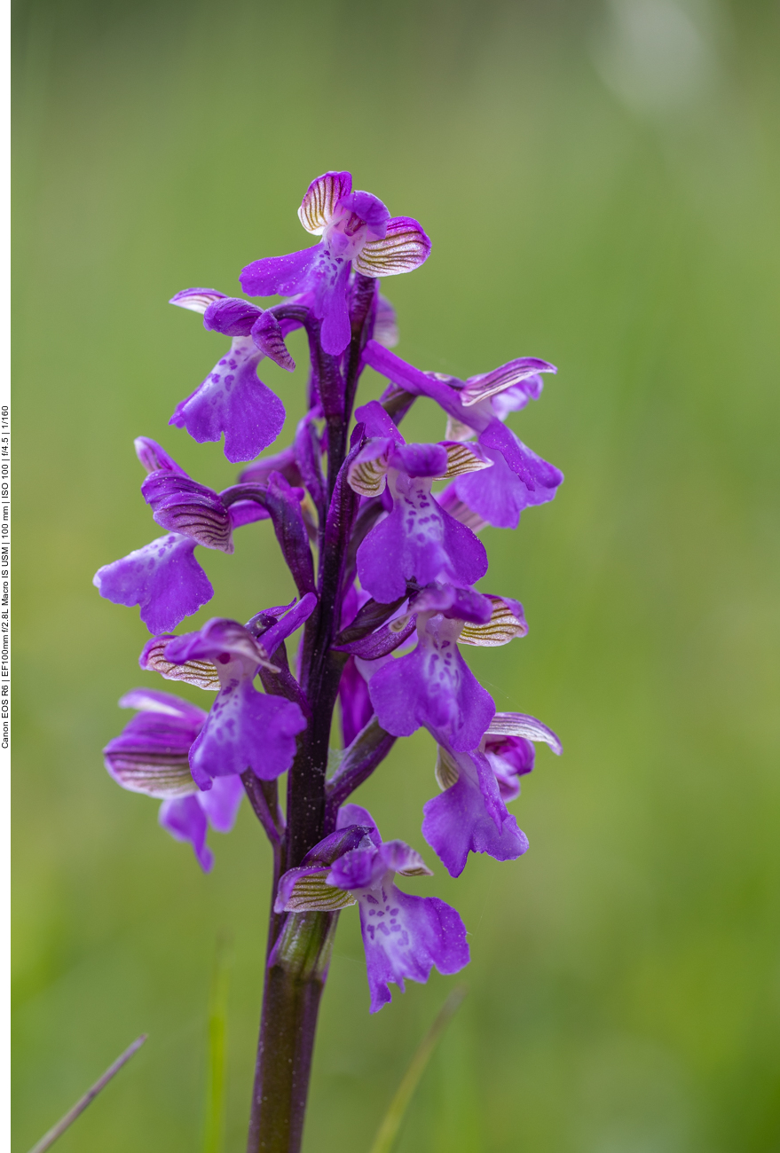 Kleines Knabenkraut [Anacamptis morio]  (Orchidee)