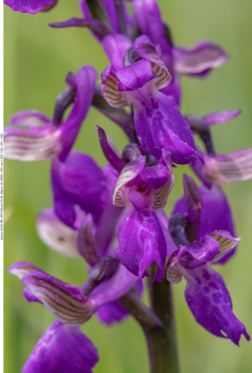 Kleines Knabenkraut [Anacamptis morio] (Orchidee)