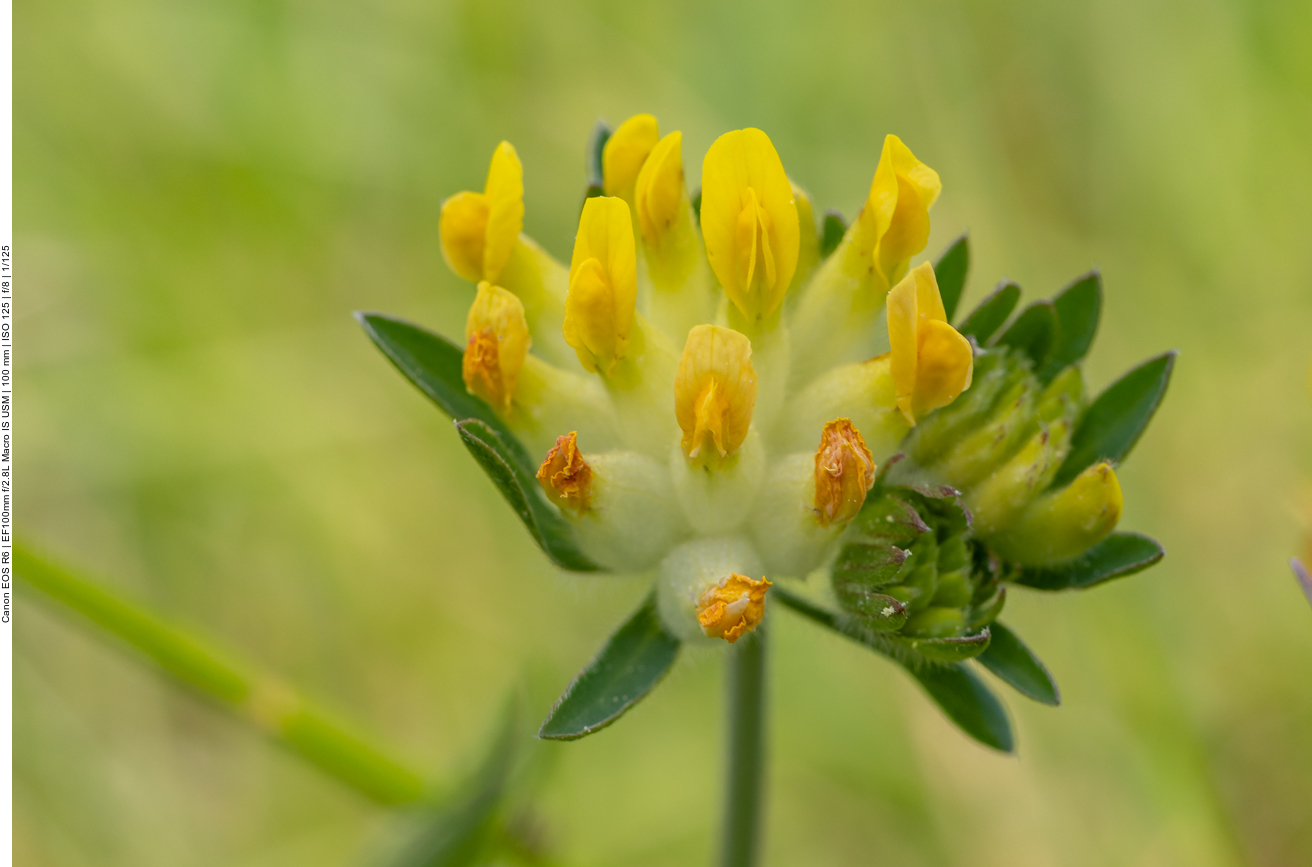 Echter Wundklee [Anthyllis vulneraria]