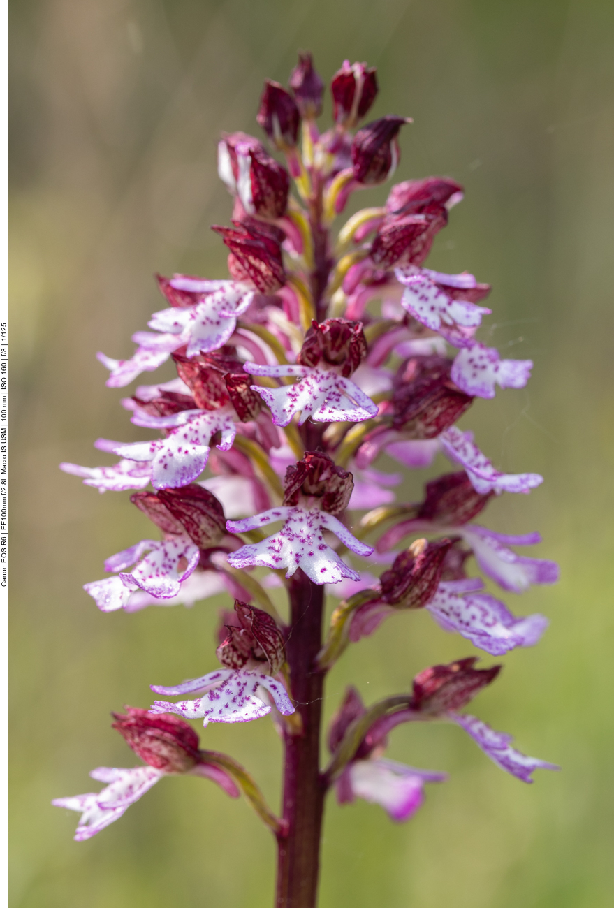 Purpur-Knabenkraut [Orchis purpurea] (Orchidee)