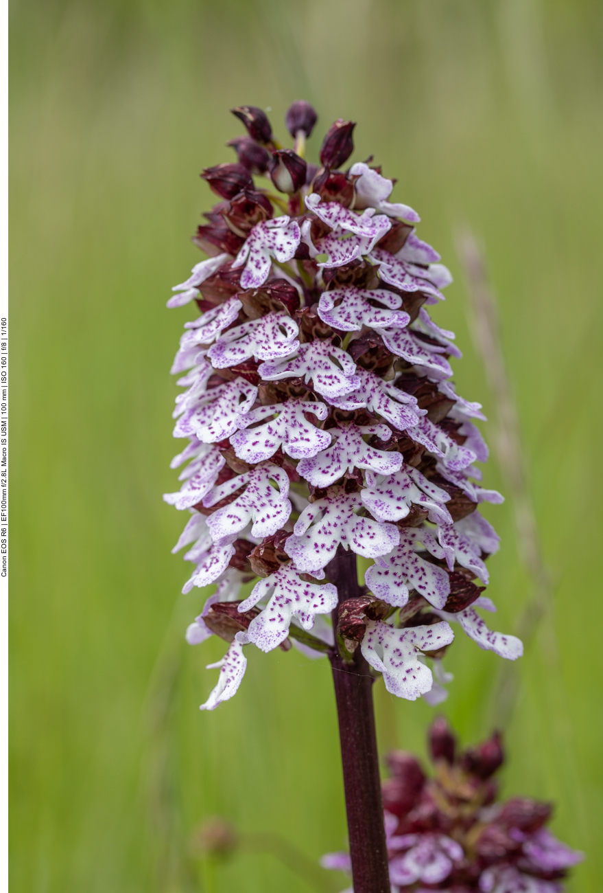 Purpur-Knabenkraut [Orchis purpurea] (Orchidee)