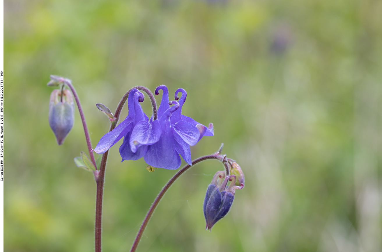 Gemeine Akelei [Aquilegia vulgaris]