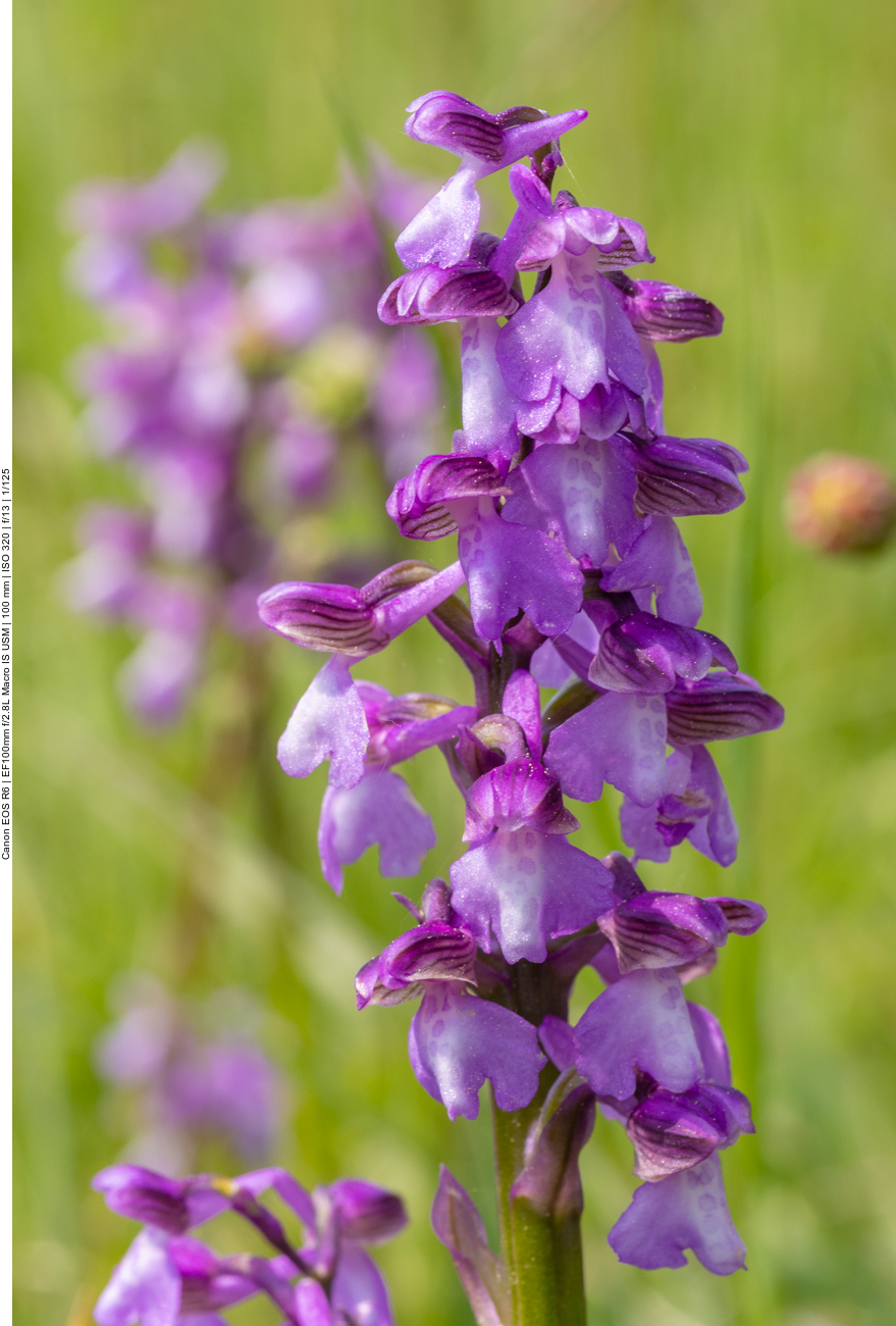 Kleines Knabenkraut [Anacamptis morio] (Orchidee)