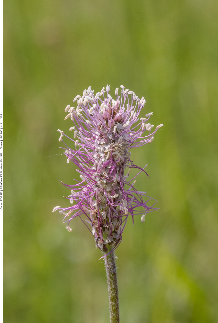 Mittlerer Wegerich [Plantago media]