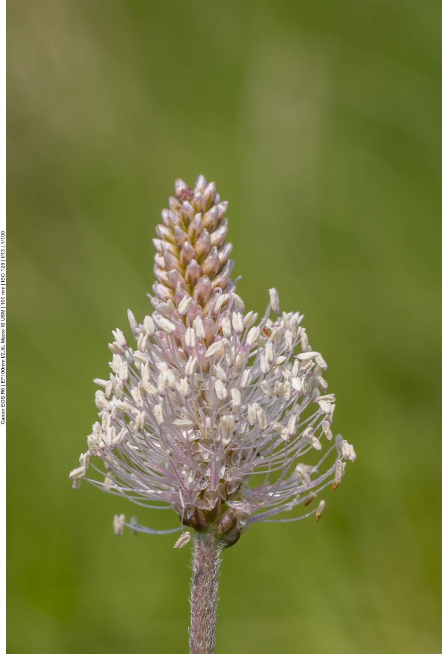 Mittlerer Wegerich [Plantago media]