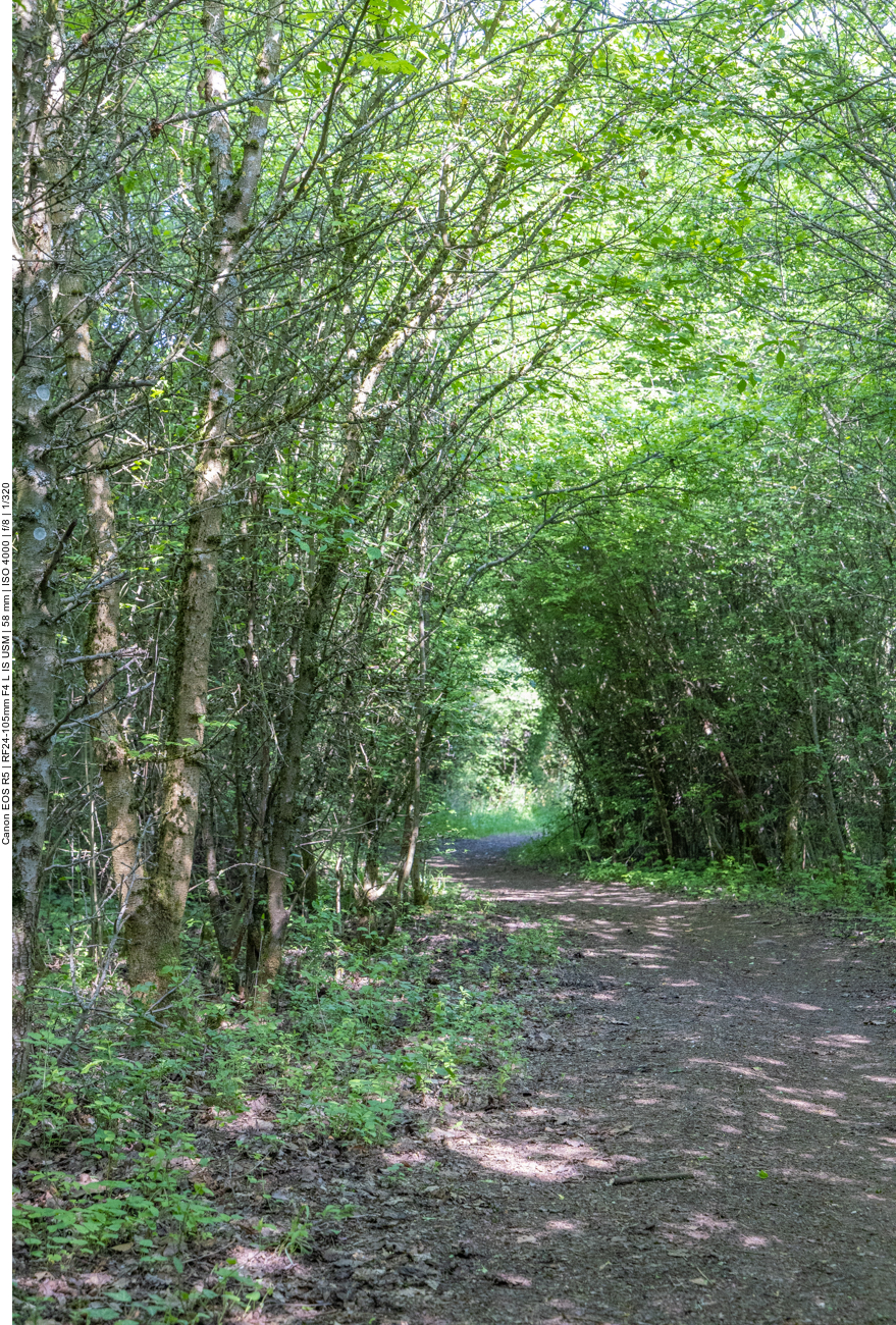 Waldweg mit Dach