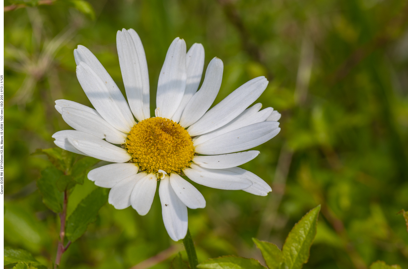 Gewöhnliche Margerite [Leucanthemum vulgare]