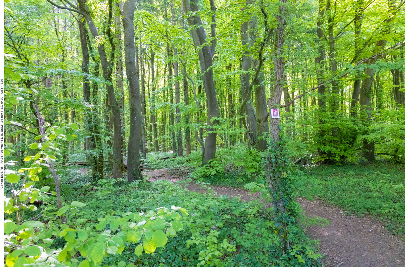 Mäandernder Waldweg