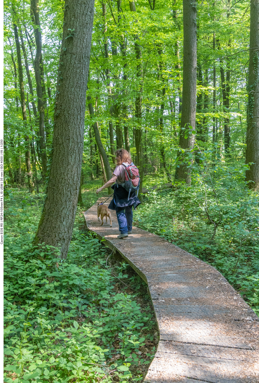 Nun geht es auf einem Holzbohlenweg weiter