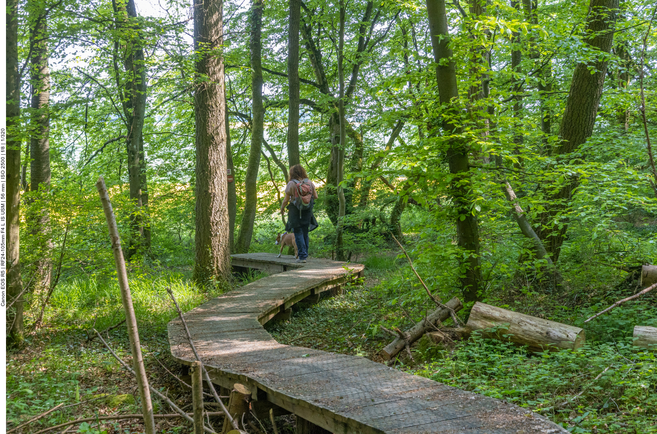 Es gibt mehrere dieser Wege im "Wilden Wald"