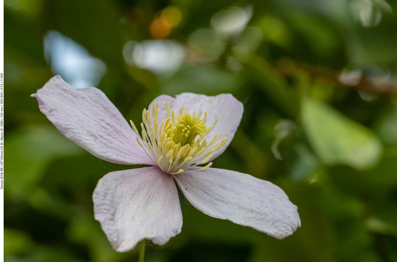 Bergwaldrebe [Clematis montana]