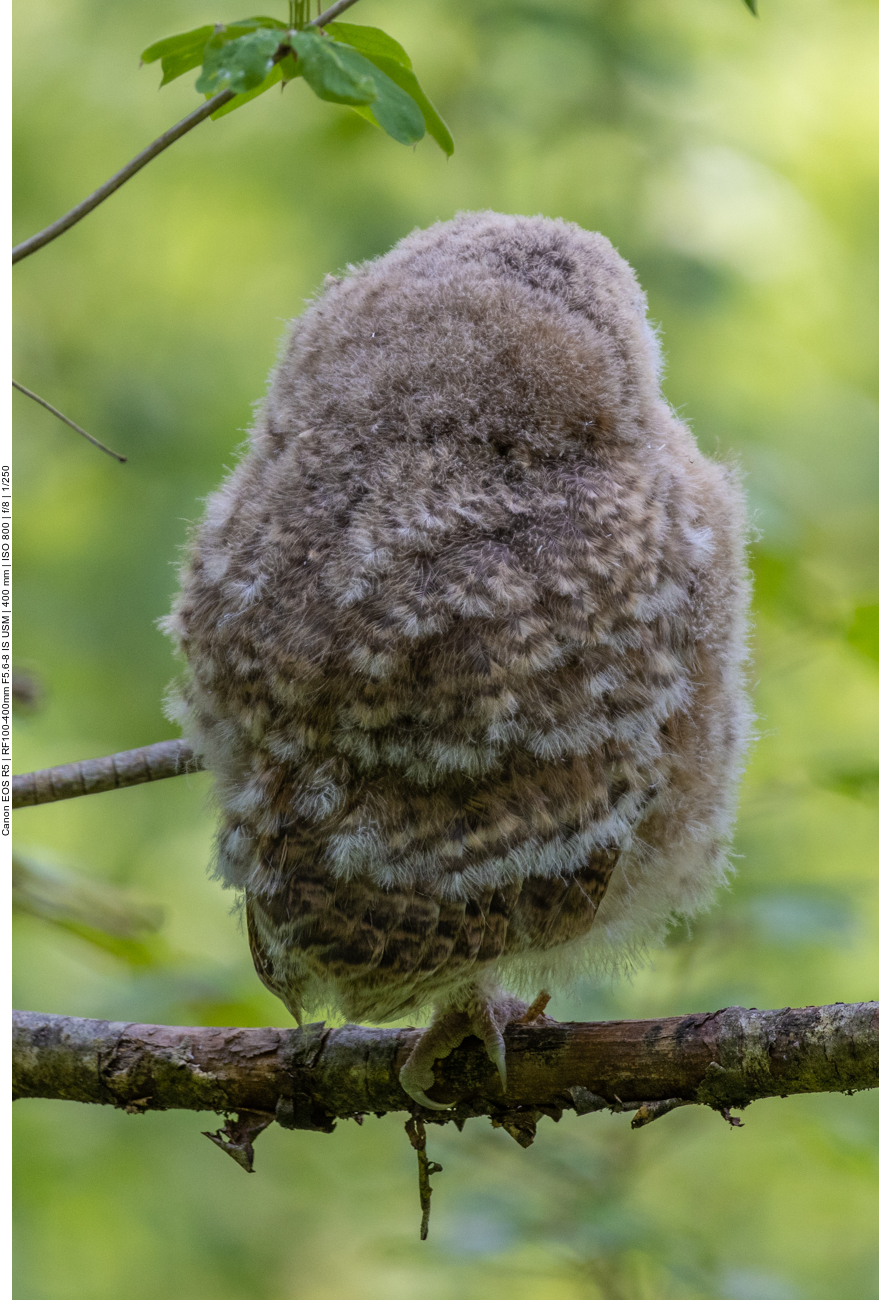 Auf dem Rückweg schauen wir nochmal beim Ästling vorbei, er verschläft den Tag