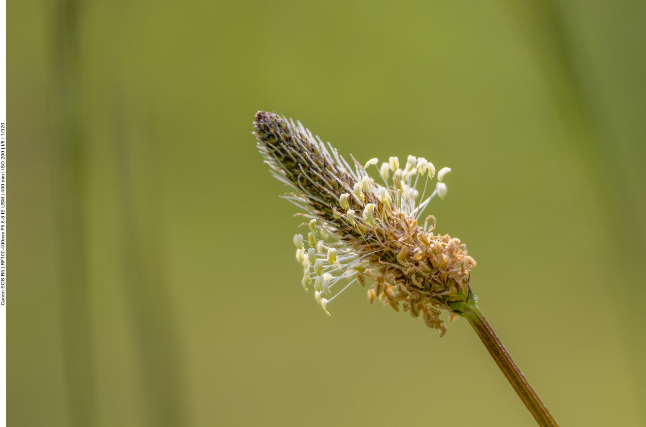 Mittlerer Wegerich [Plantago media]
