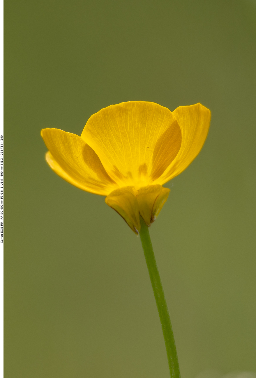 Knolliger Hahnenfuß [Ranunculus bulbosus]