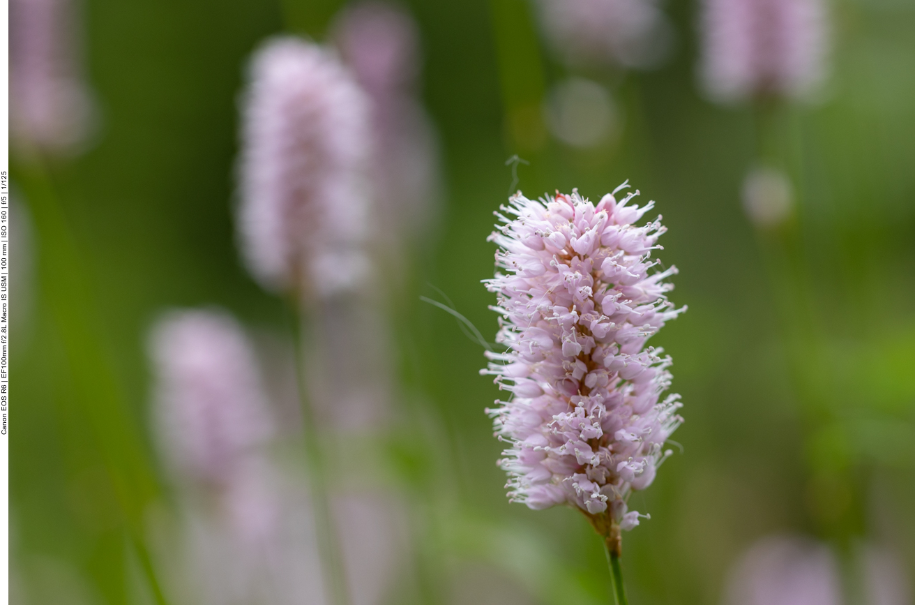 Schlangen-Knöterich [Bistorta officinalis]