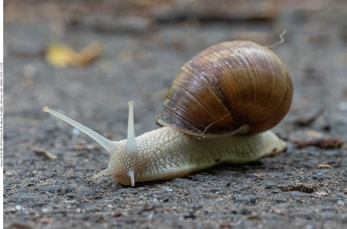Schnecke auf dem Weg