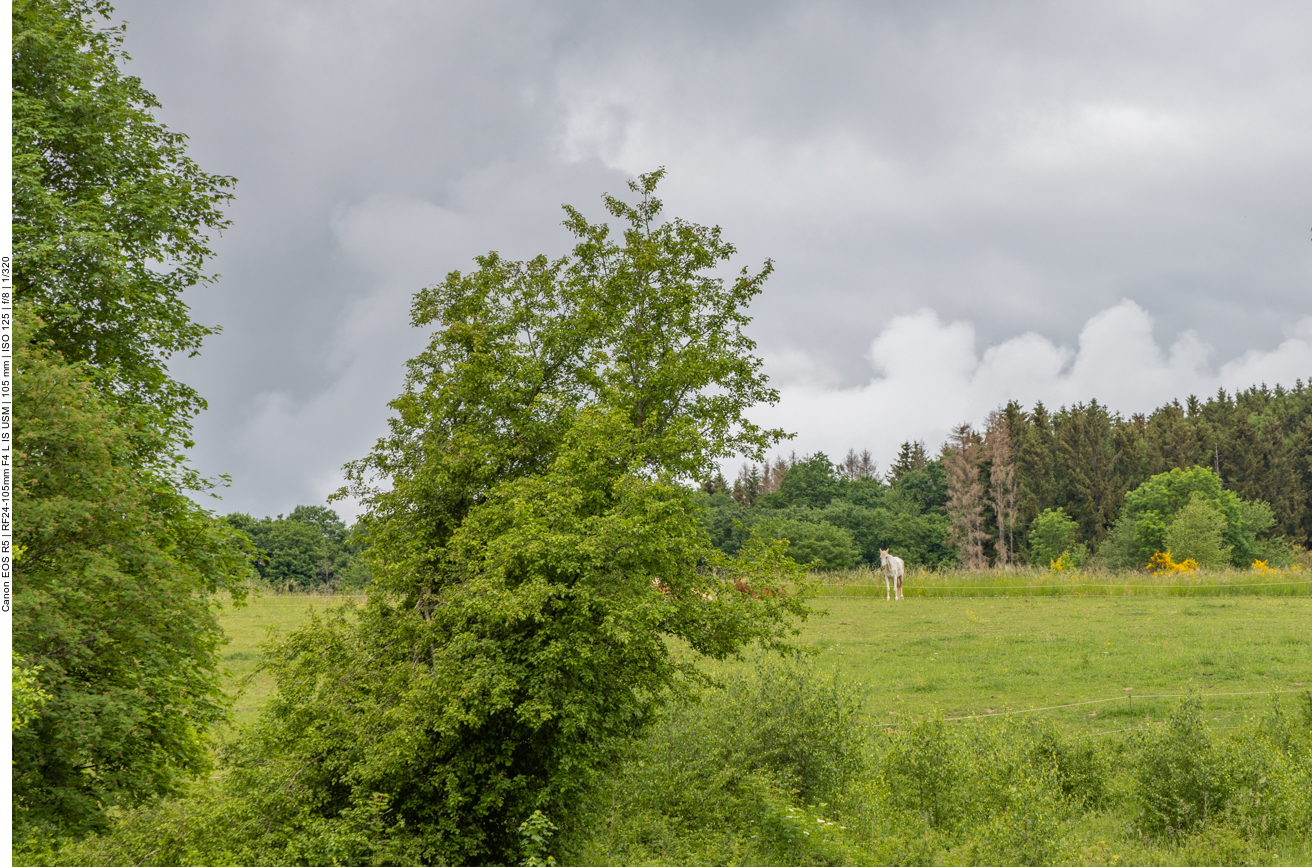 "Da steht ein Pferd auf dem Flur ..." ;-)