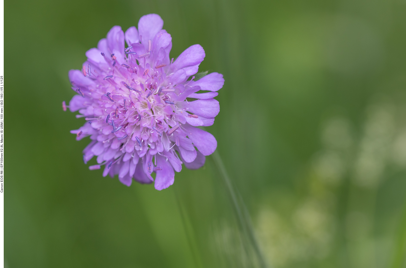 Wiesen-Witwenblume [Knautia arvensis]