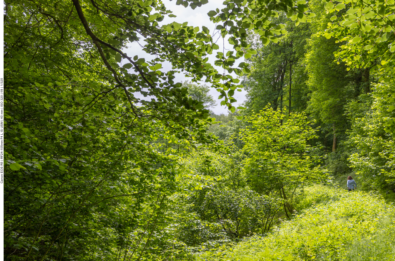Durch den dichten Wald