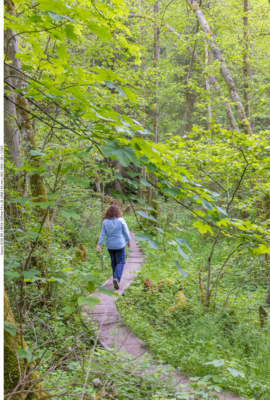 Holzbohlenpfad durch das Feuchtgebiet