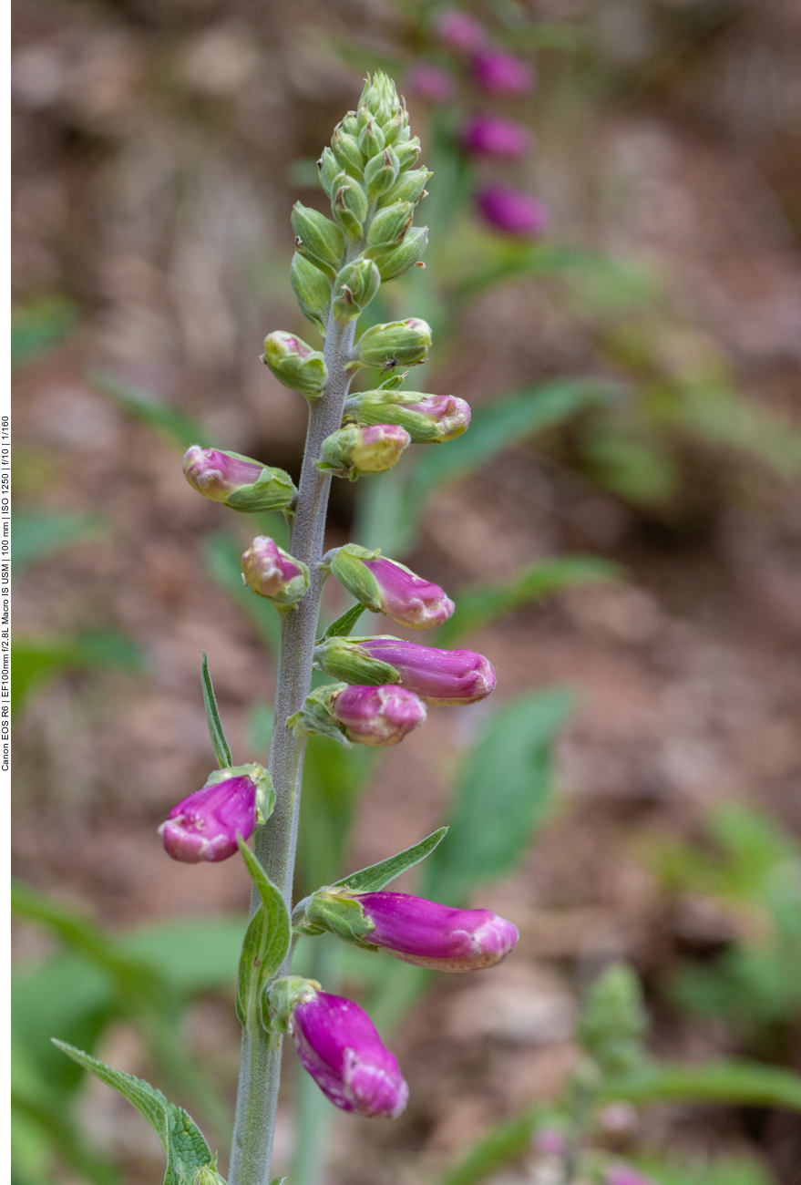 Roter Fingerhut [Digitalis purpurea]