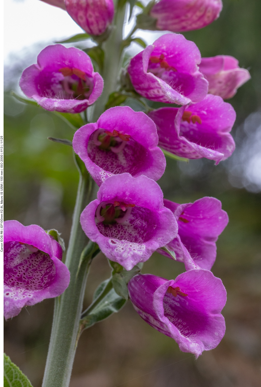 Roter Fingerhut [Digitalis purpurea]