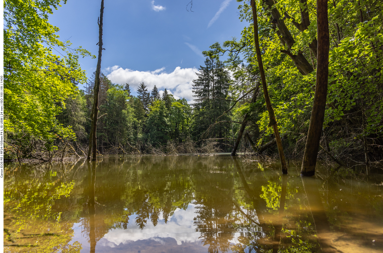 Am Kloppbruchweiher