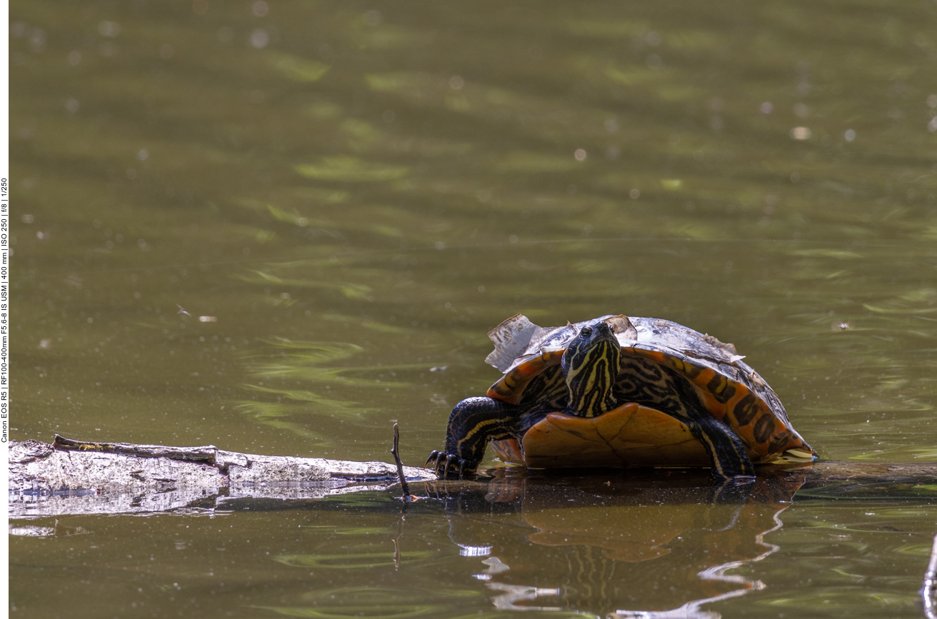 Wasserschildkröte