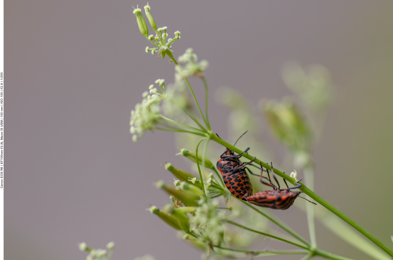 Streifenwanze [Graphosoma italicum]