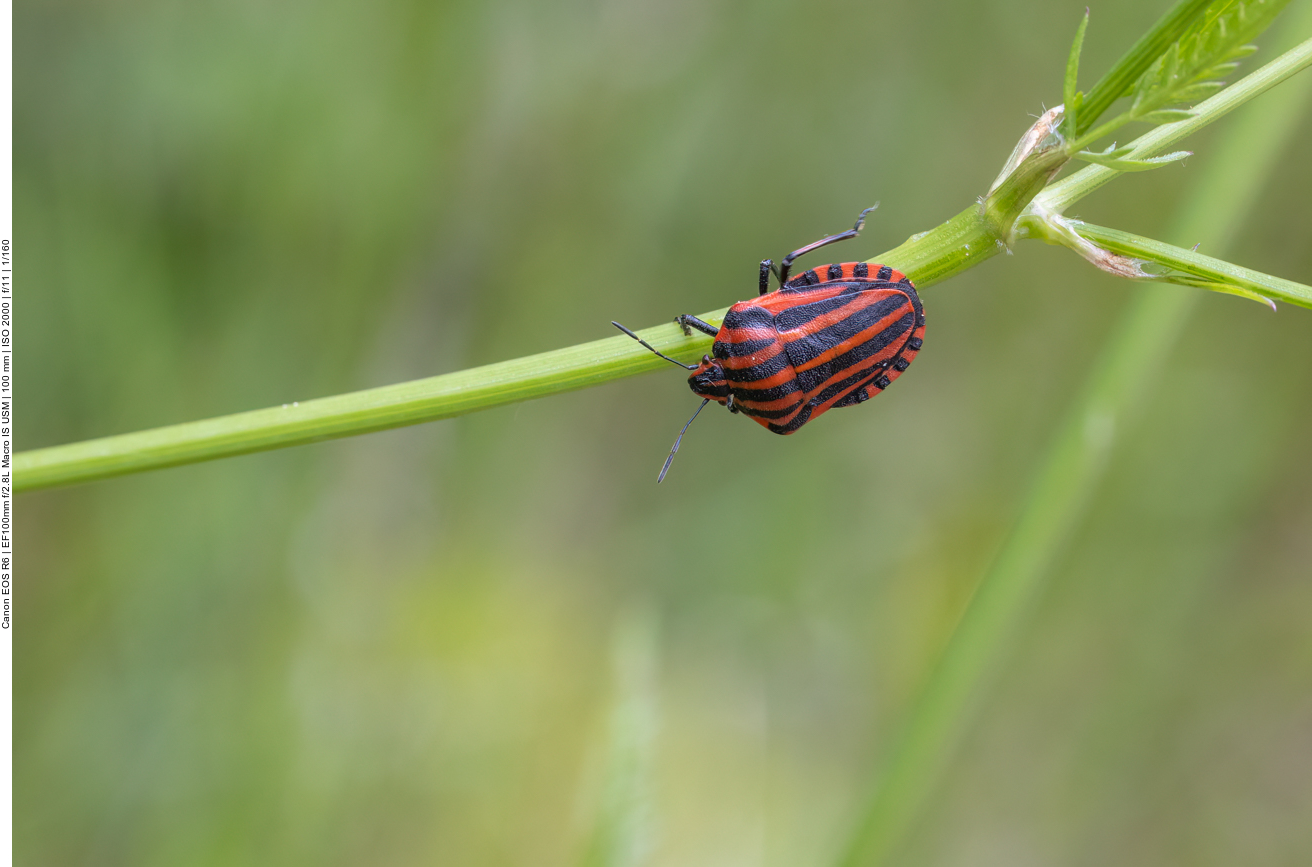 Streifenwanze [Graphosoma italicum]